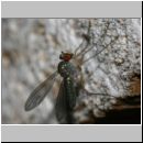 Dolichopoda sp - Langbeinfliege 05a 5-6mm.jpg